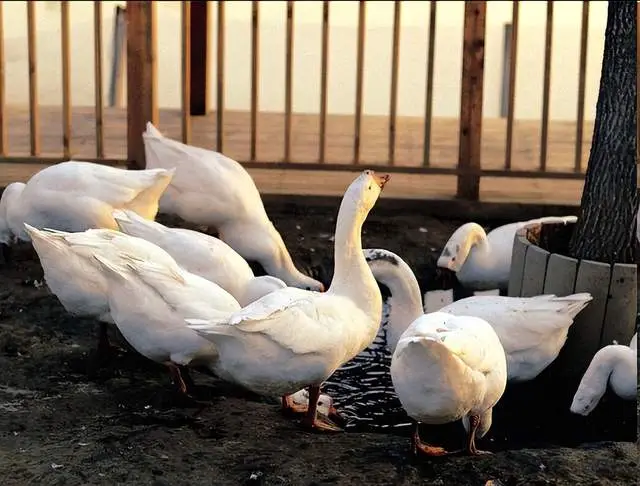 大鹅拉白屎发热扭脖抽风怎么治？教你一招，养鹅人收藏！